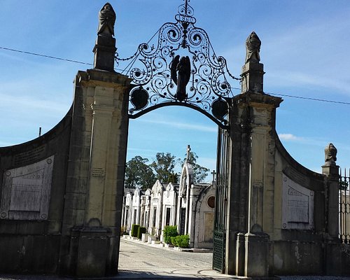 Weed in Coimbra