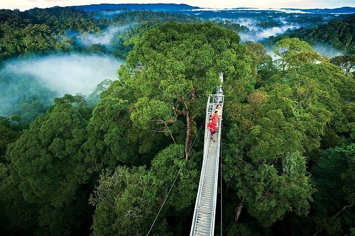 Weed in Monteverde